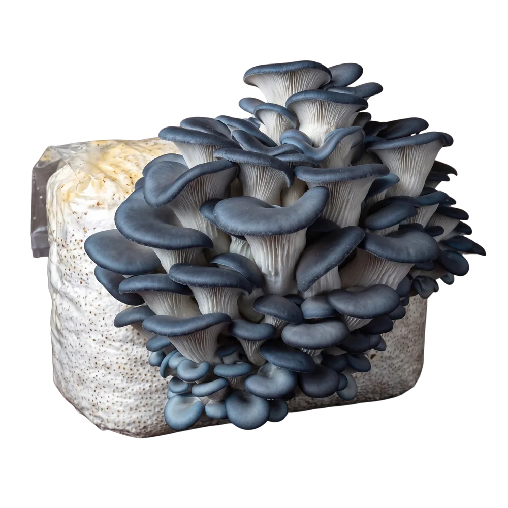 Blue oyster mushrooms growing from a colonized grow bag