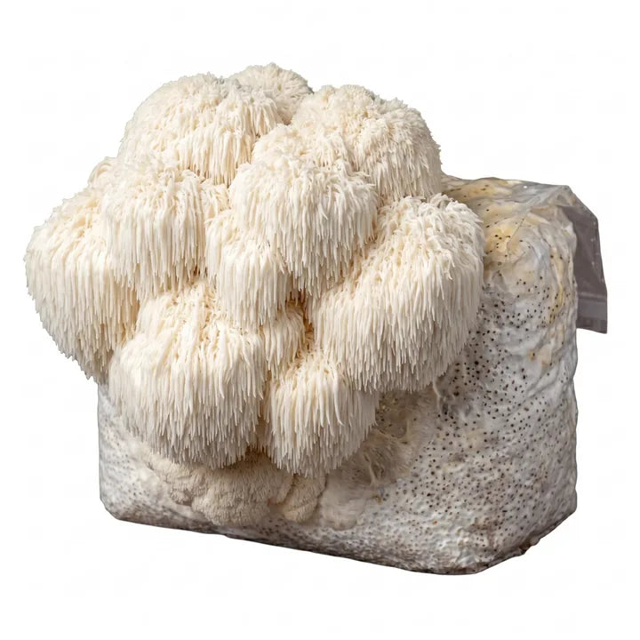 White lion’s mane mushrooms growing from a colonized grow bag