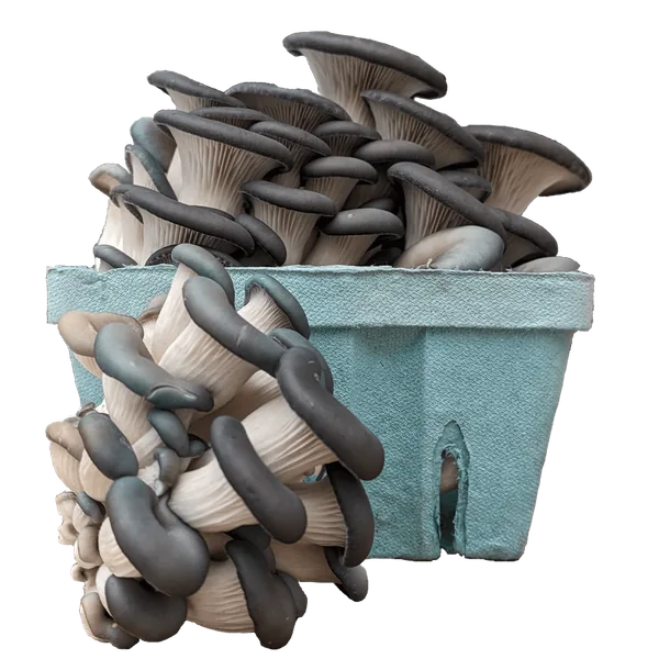 Blue oyster mushrooms from the farm