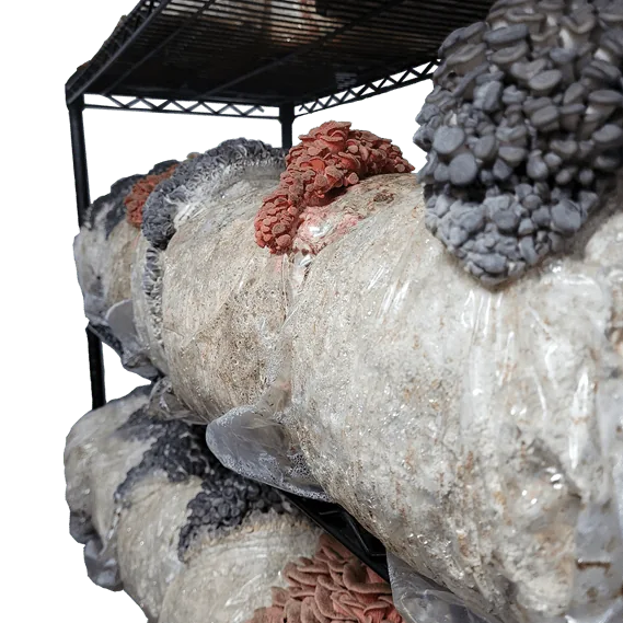 Mushroom blocks in Hunter’s grow room