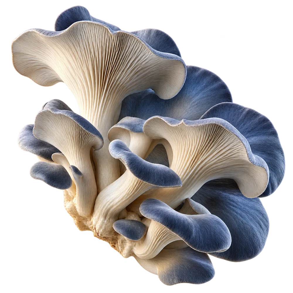 An artistic blue oyster mushroom cluster with sculptural ivory gills