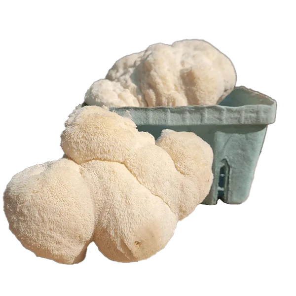 A white lion’s mane mushroom