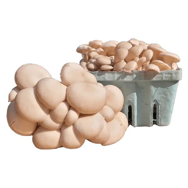 Pearl oyster mushroom cluster