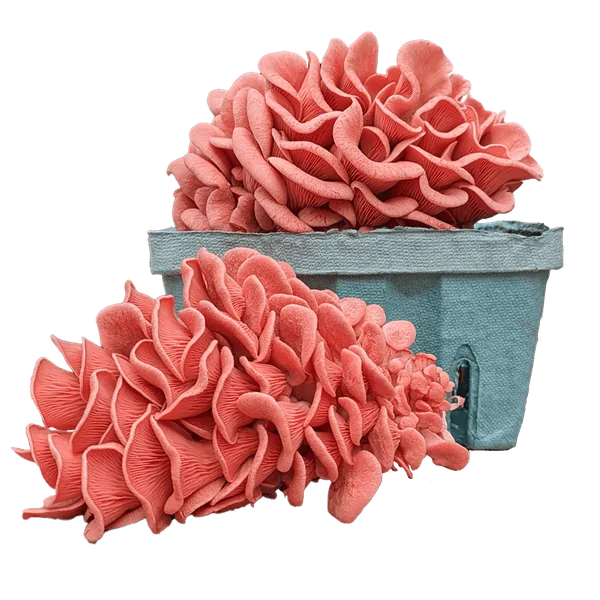 Pink oyster mushrooms